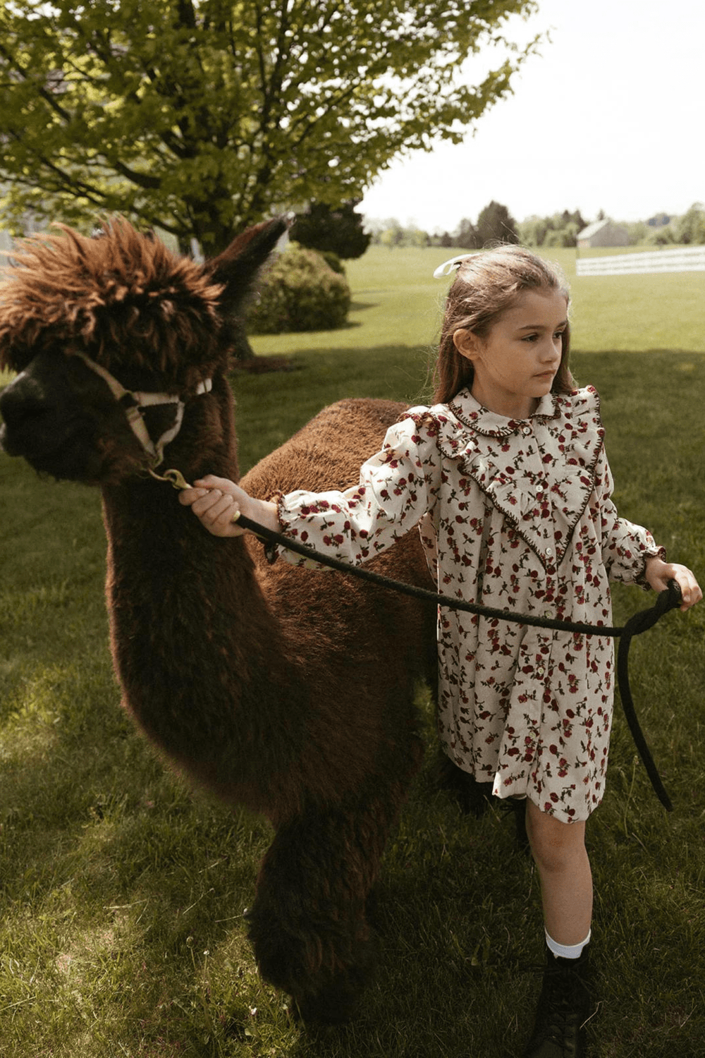 Scallop Collar Dress